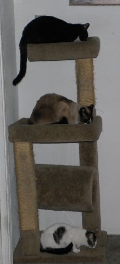 3kitties.jpg