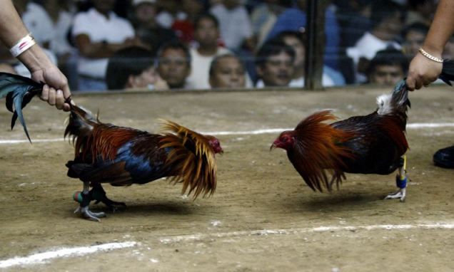 article-2594919-00670BE600000258-483_636x382.jpg