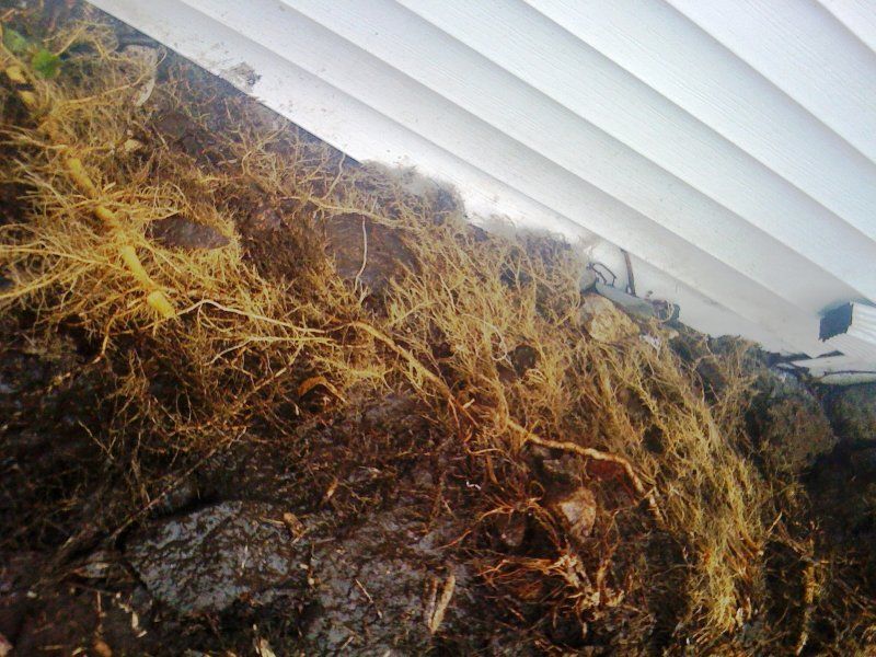 BAMBOO ATTACKING MY SHED.jpg