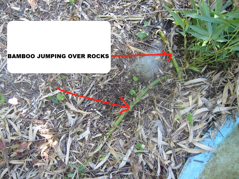 BAMBOO JUMPERS.png