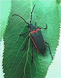 beetle.jpg