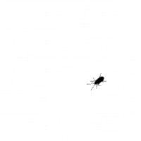 bug_crawls_on_screen.gif~c200.gif