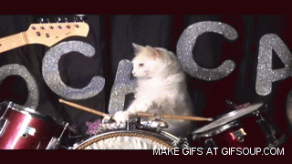 cat-drummer-o.gif