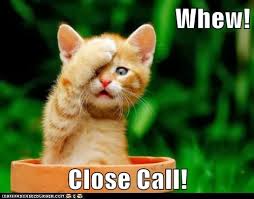 cat.jpeg