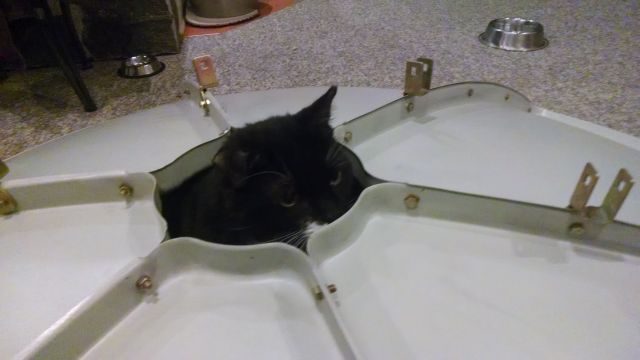 cat6.jpg