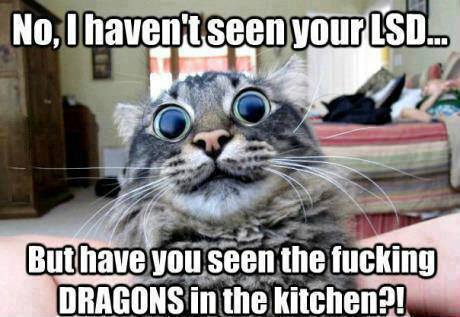 CatDragons.jpg