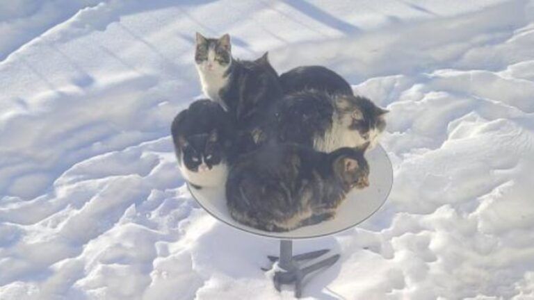 cats.jpg
