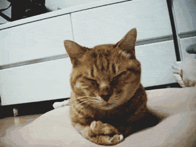 !cid_ii_ic4ssaf50_14e91e183ecf61a9.gif