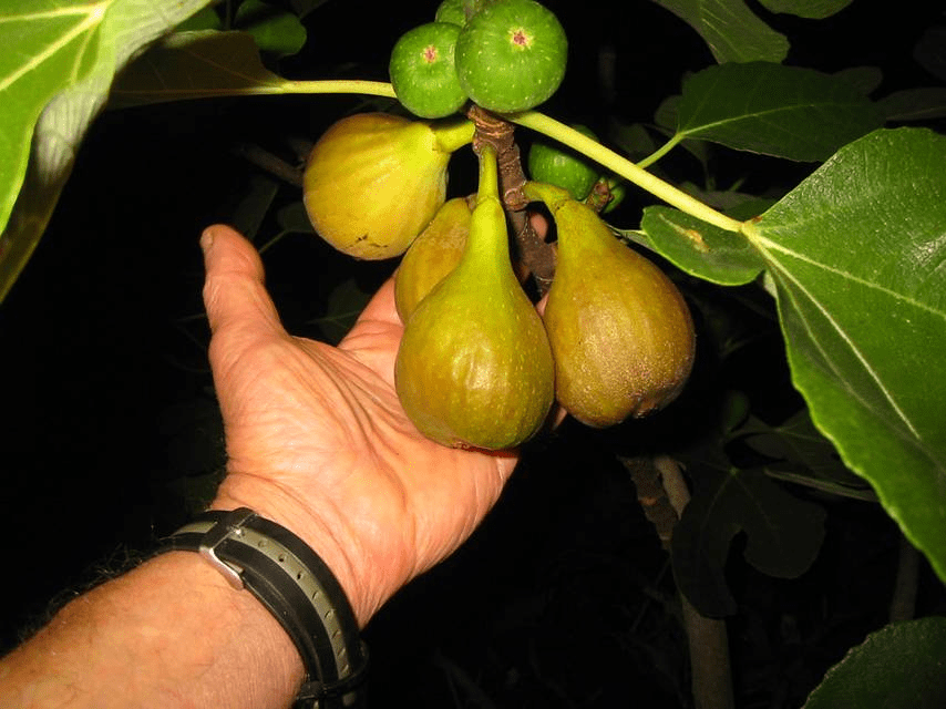 cold hardy figs.png