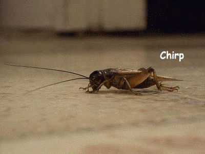 cricket.gif