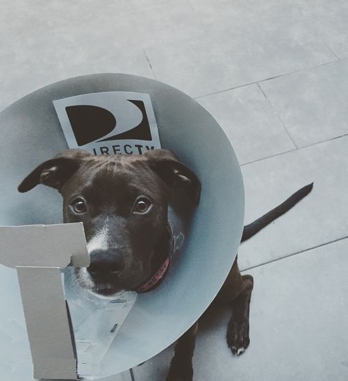 dog-costume-contest.jpg