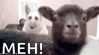 GIFvnQPv6BK28cQRYxaMq.gif