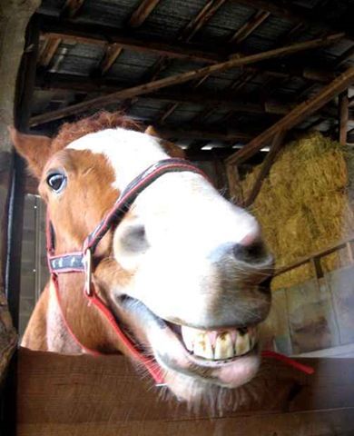 happyhorse21.jpg