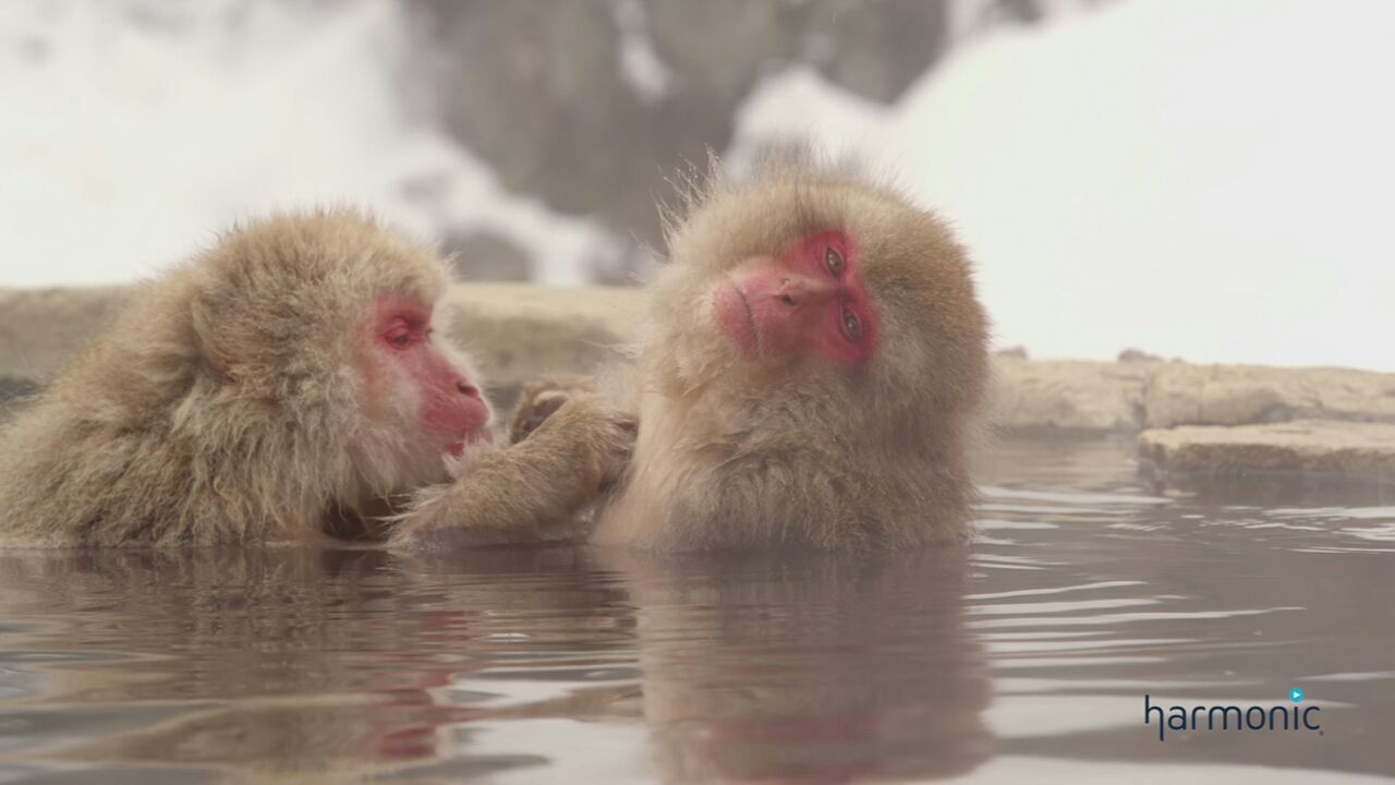 silent_monkeys.jpg