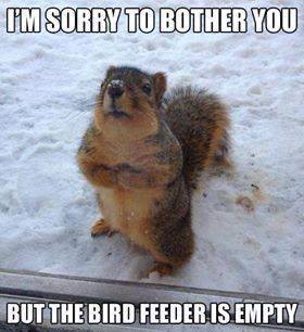 Squirrel Birdfeeder.jpg
