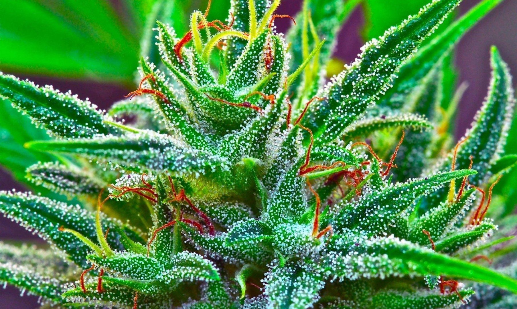 trippy-weed-wallpapers-high-quality-On-wallpaper-hd.jpg