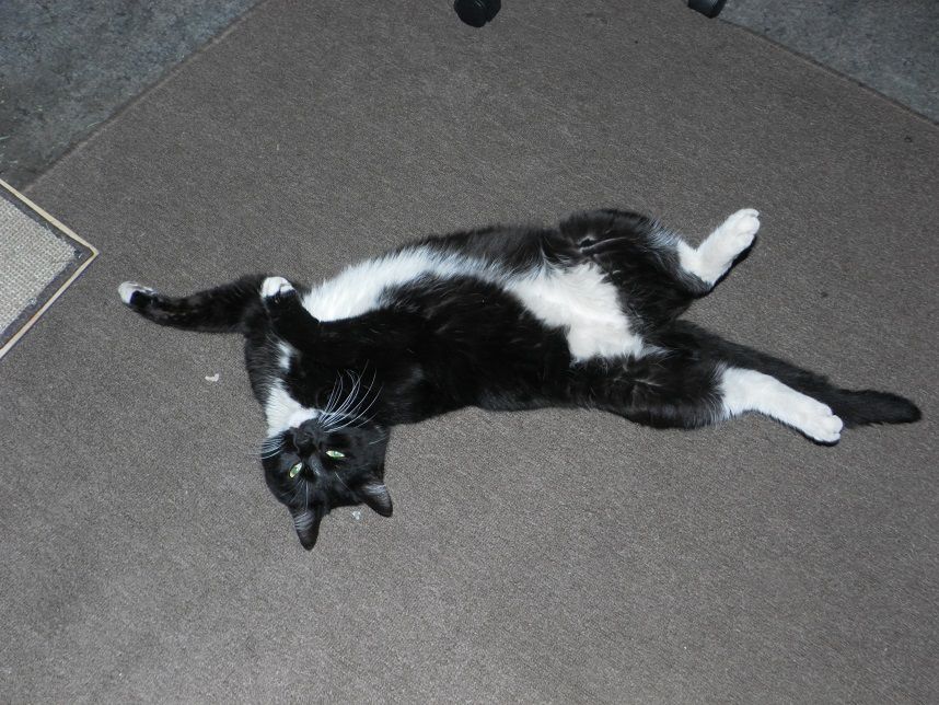 Tuxedo.jpg
