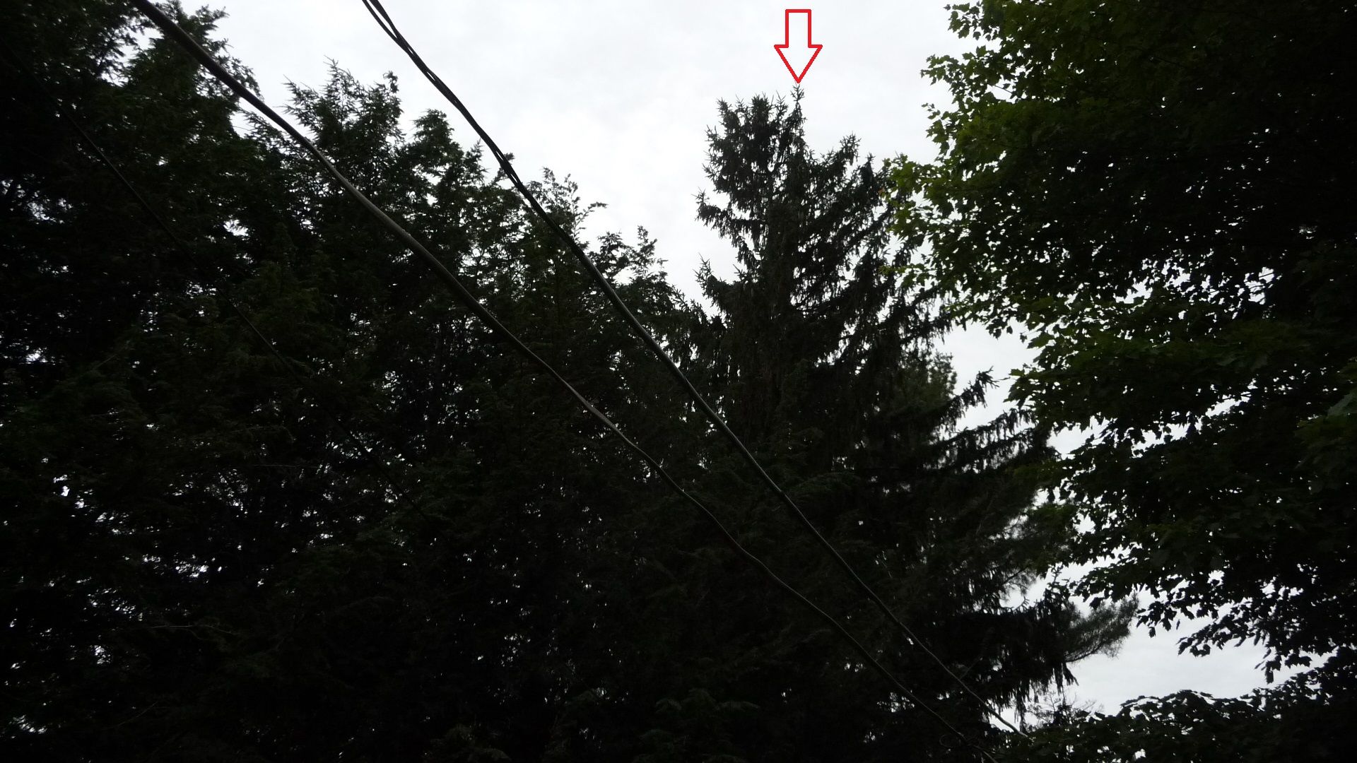 View of obstructing tree from ground level, southwest corner of house.JPG