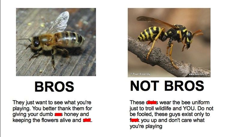 wasp rant 2.jpg