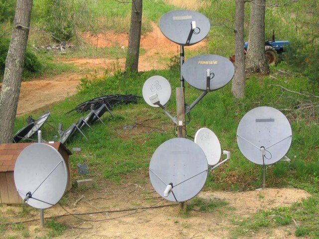 Dish Tree.jpg