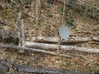 prepaid2tree2.jpg