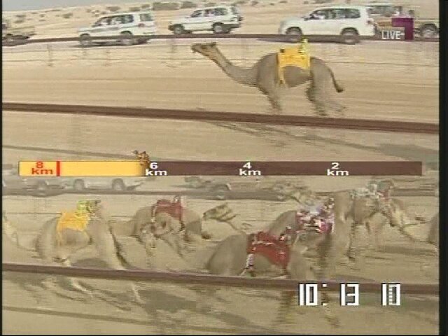 camel.jpg