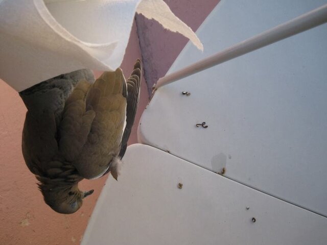 Pigeons.jpg