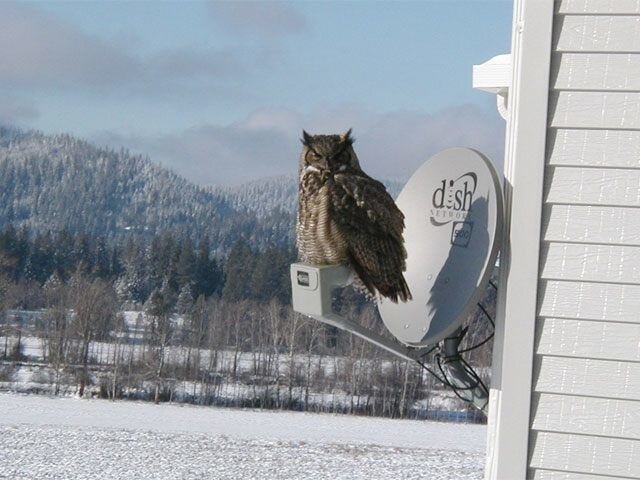owlondish.jpg