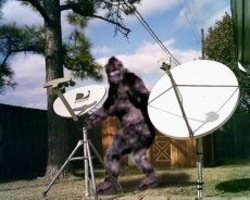 BigFootDish640_230x184.jpg