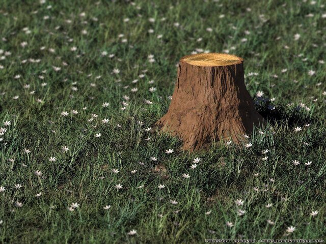 stump2.jpg