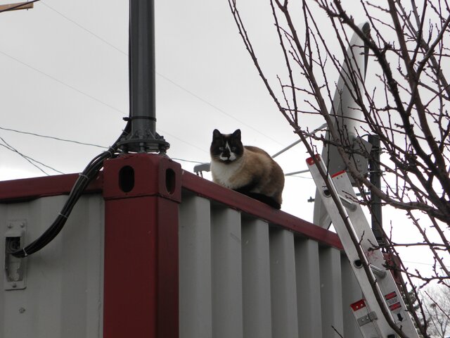 SatCat 001.JPG