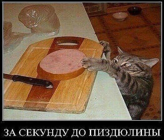 кот-во.jpg кот-во.jpg