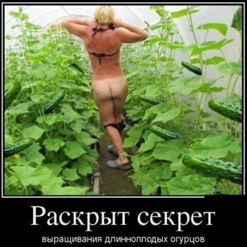 Выращ.огур.jpg Выращ.огур.jpg