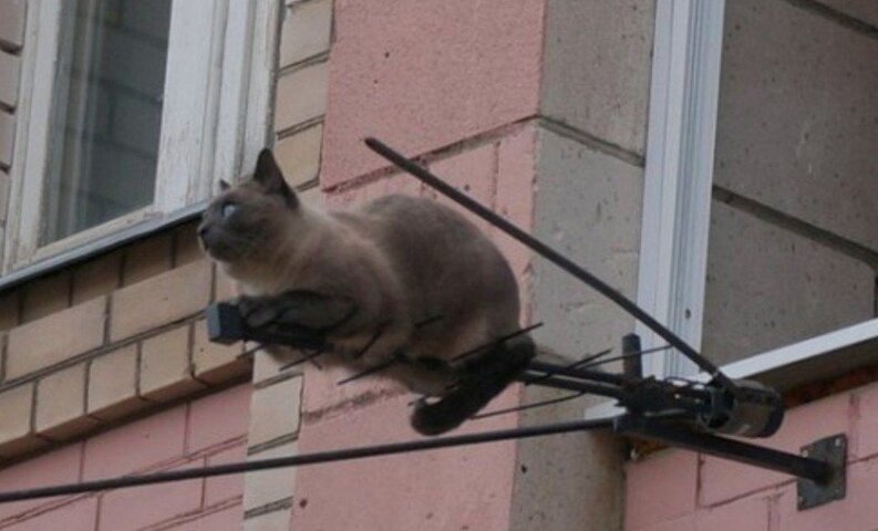 кот ант.jpg кот ант.jpg