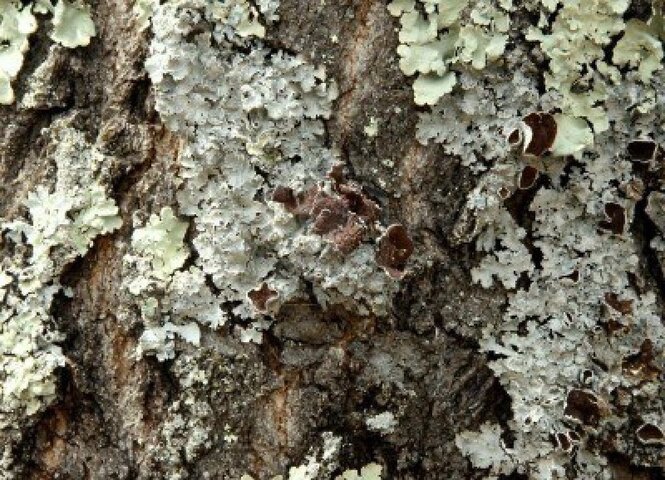 lichen.jpg