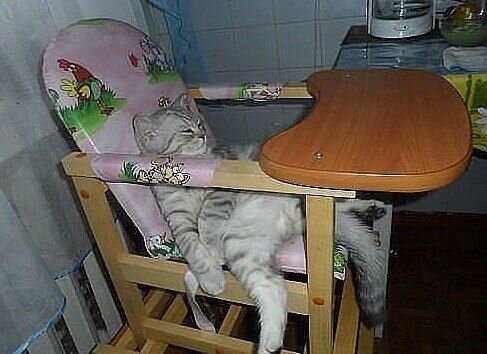 Сытый кот.jpg Сытый кот.jpg