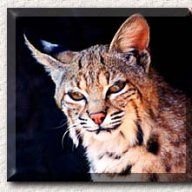 Bobkatz