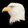 papato6