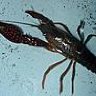 MrCrawdad