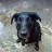 dogday