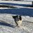Segerdog