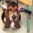 BrownHound