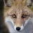 tfox